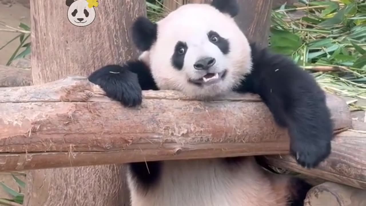 Funny Panda Shorts