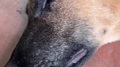 POV: Brown Works Hard… but Naps Harder 🐾😴