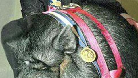 "The Day a Pig Became a Lifesaver – Lulu’s True Story"