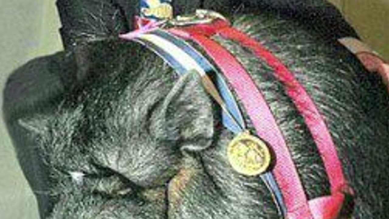 "The Day a Pig Became a Lifesaver – Lulu’s True Story"