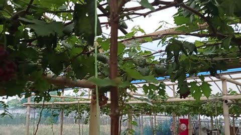 Joyful Harvest | Collecting Fresh Grapes with Family Part 6