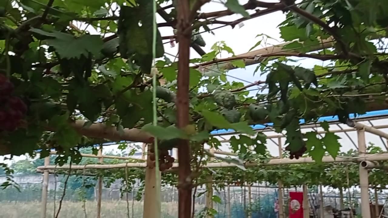 Joyful Harvest | Collecting Fresh Grapes with Family Part 6