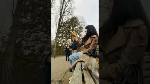A selection of funny moments with animal #12