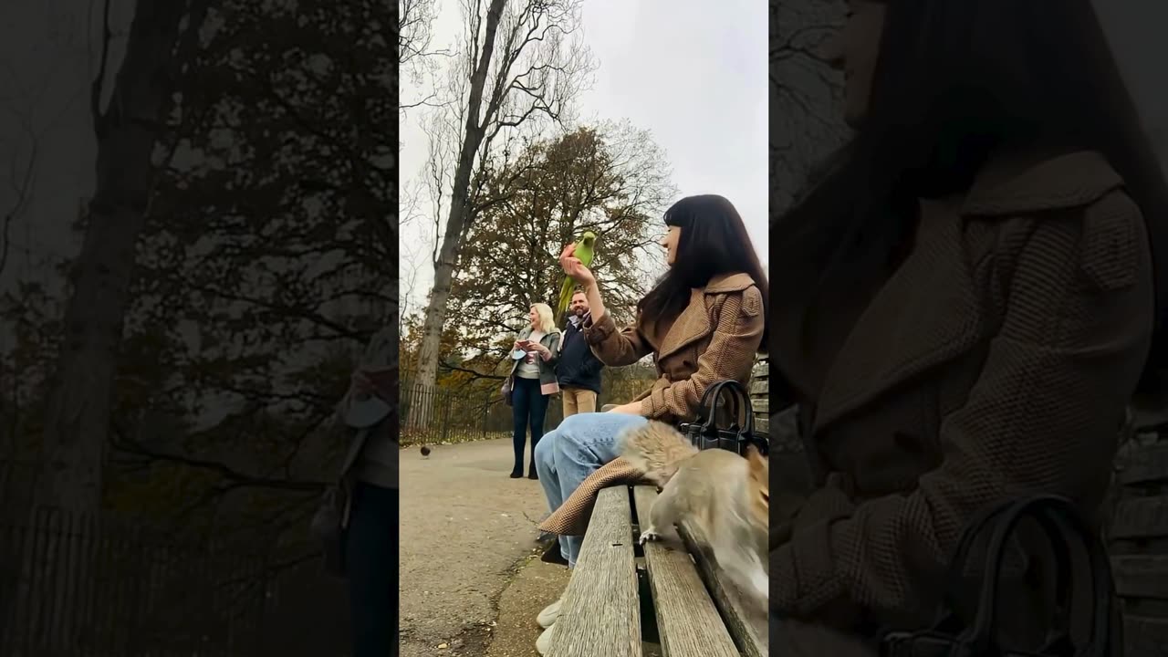 A selection of funny moments with animal #12