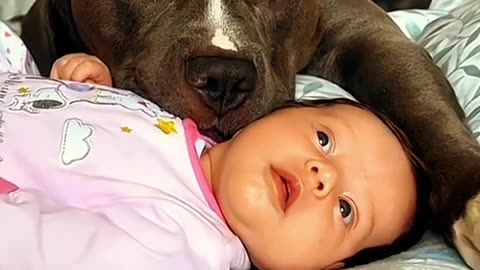 Dogs Love Babies