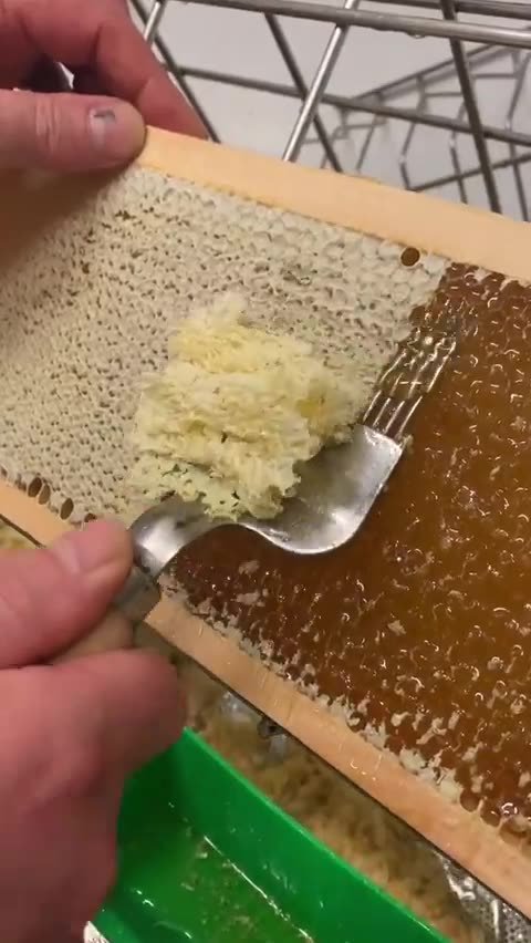 Honey comb and bees wax
