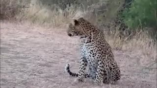 Mother Cheetah & Cubs