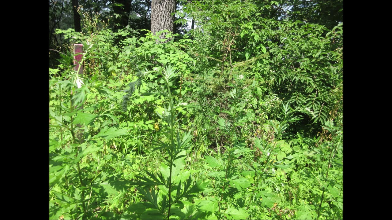 Lunar Connection Mugwort July 2024