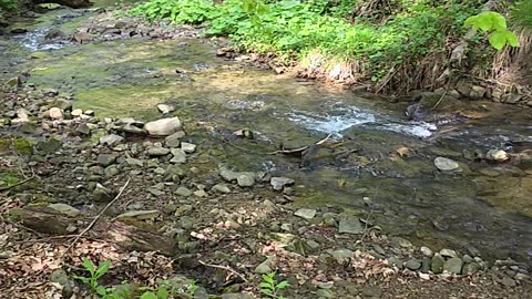 Bieszczady: Untamed Nature of Poland in Stunning Slow Motion