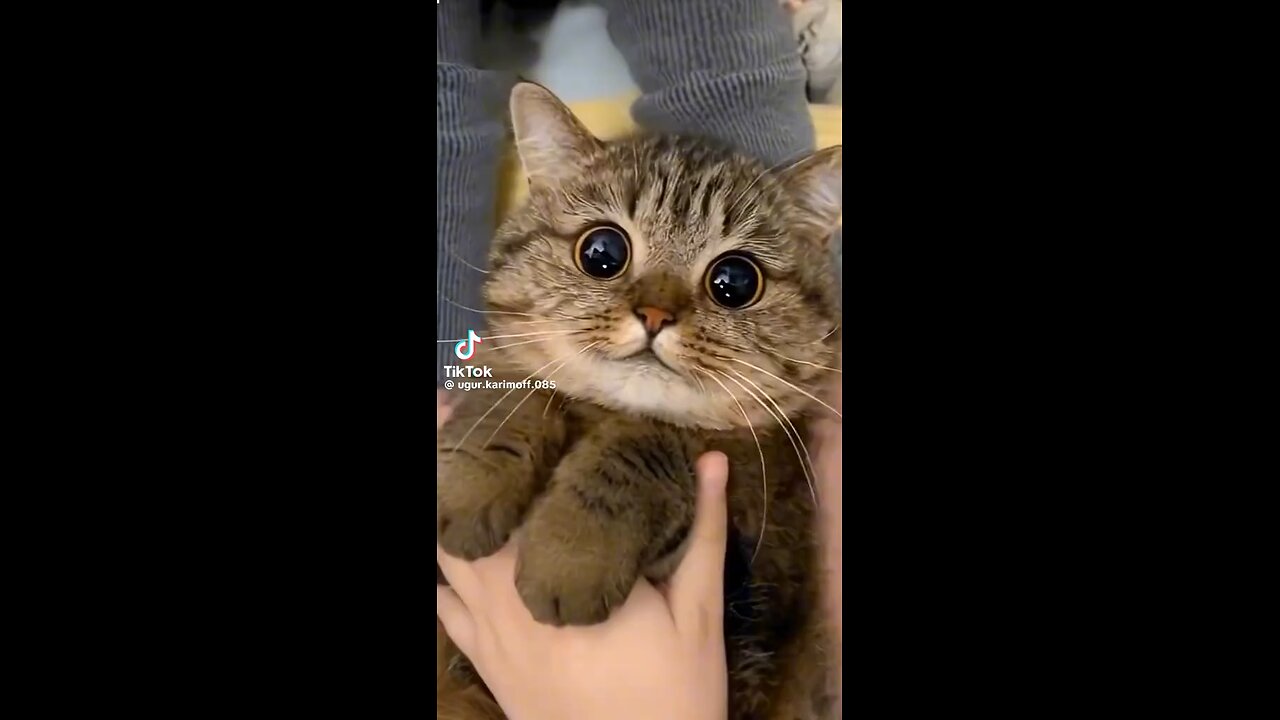 Beautiful cats saw