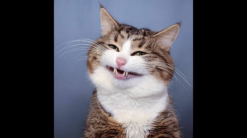 Funny videos, funny moments with cats, funny cats to tears
