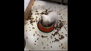 Kittens eating with... finesse?!? 😹😹😹