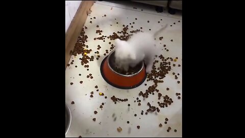 Kittens eating with... finesse?!? 😹😹😹