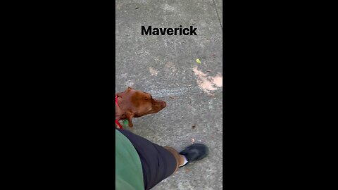Maverick