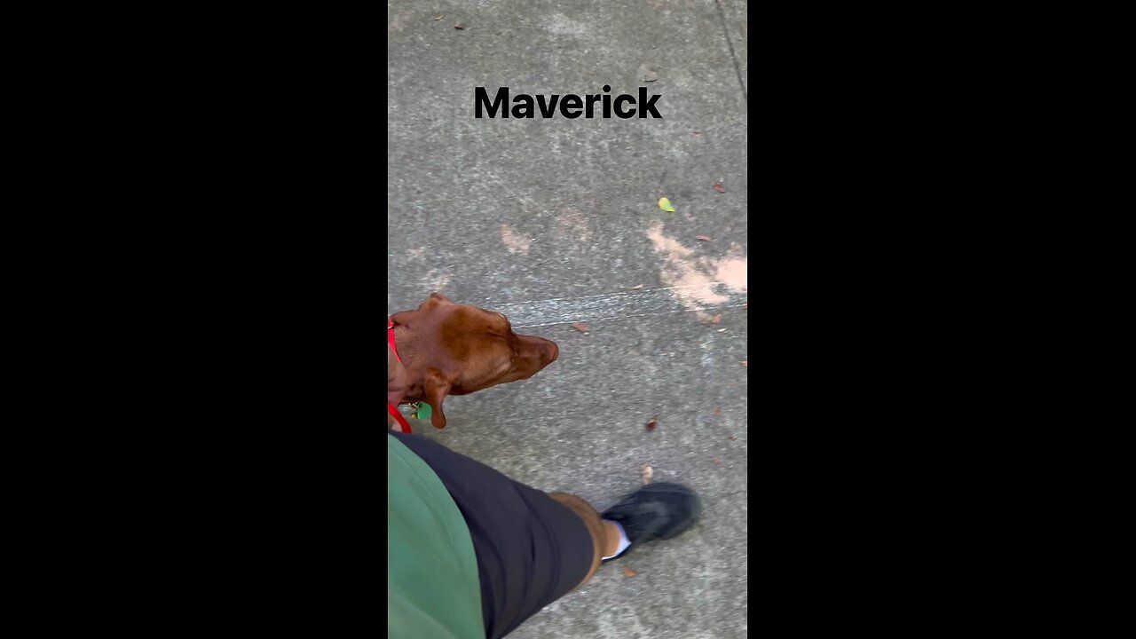 Maverick
