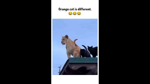 Orange cats are different 🔥❤😂🤣😹
