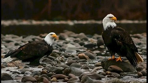When and Where to Watch the Eagles in Squamish