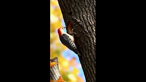 белка и дятел