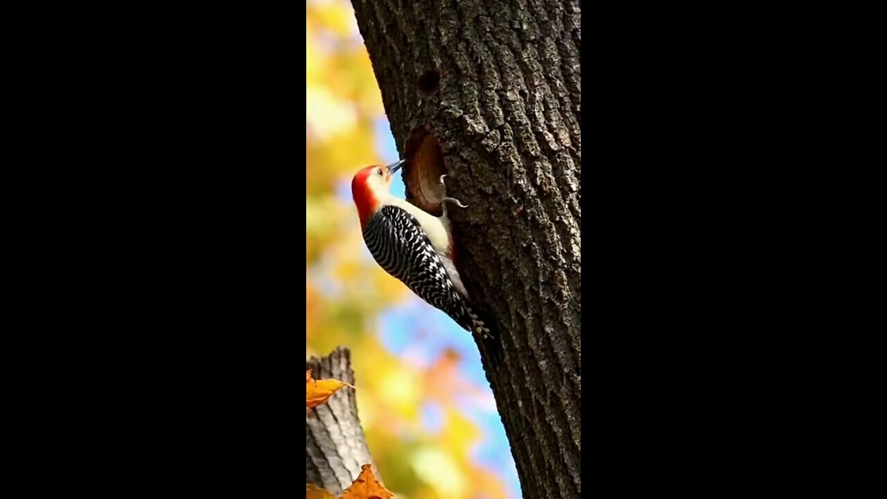 белка и дятел