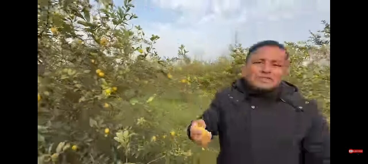 Lemon aur chilli ka achar