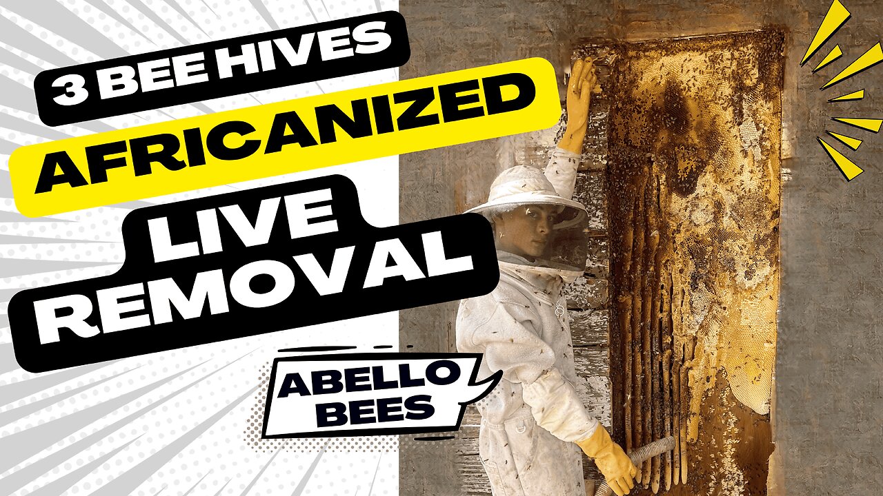 Live Beehive Removal & Relocation from Pool Area in Mesa Arizona Senior Living Community Bee Rescue