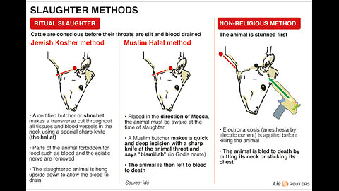 Religious Cruelty Regarding Slaughtering of Animals