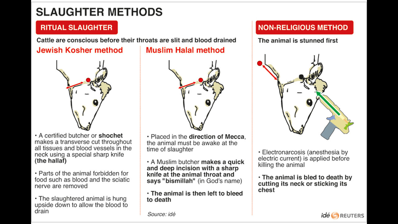 Religious Cruelty Regarding Slaughtering of Animals