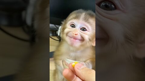 Baby Monkey Eats Corn and Gives the Sweetest Thank-You Smile Ever! 🌽😊