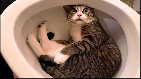 Funniest Cats and Dogs 🐶🐱 | Funny Animal Videos