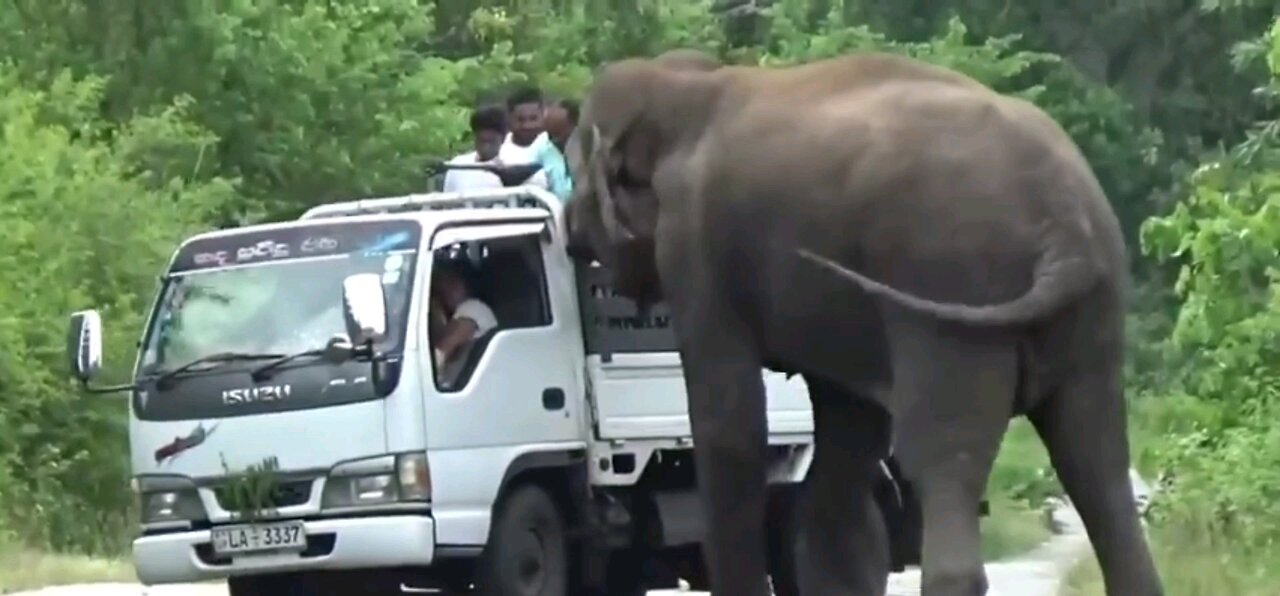 Elephant attacks truck on forest road.