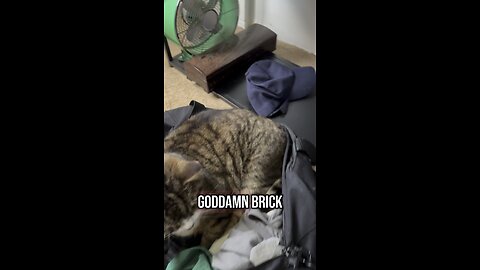 Cat in a bag