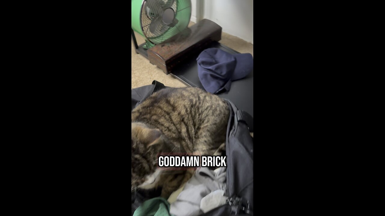 Cat in a bag