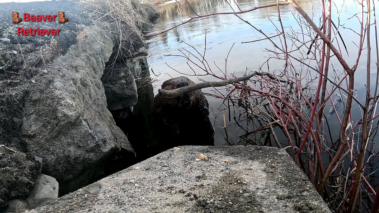 Beaver stepping into trap