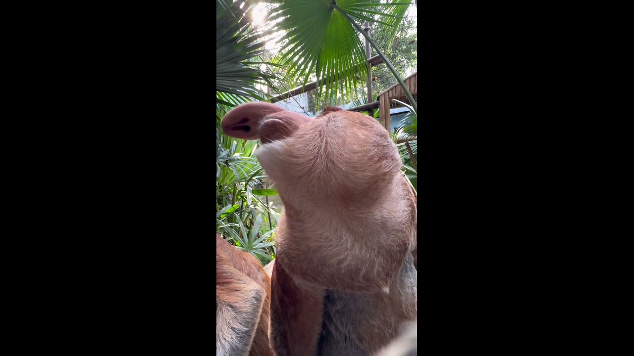 Proboscis Monkey Amazing