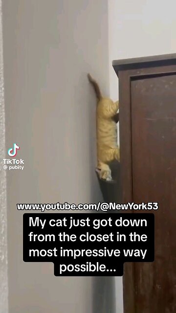 This cat is Spider-Man