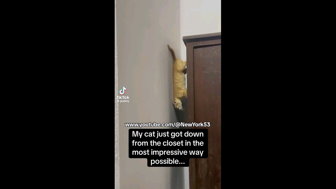 This cat is Spider-Man