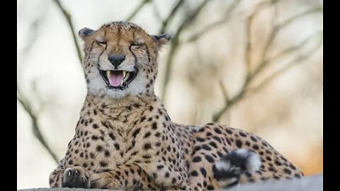 Funny animals