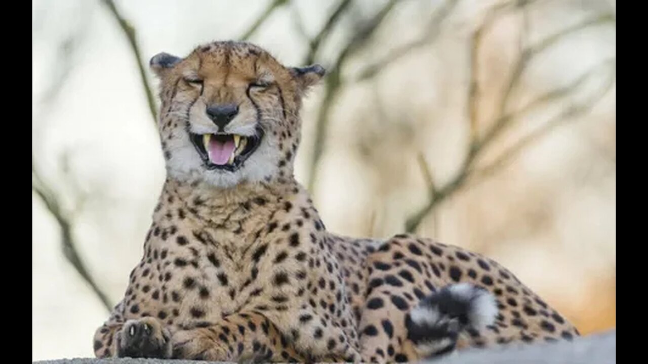 Funny animals