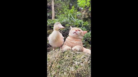 Funny moment of cat and duck