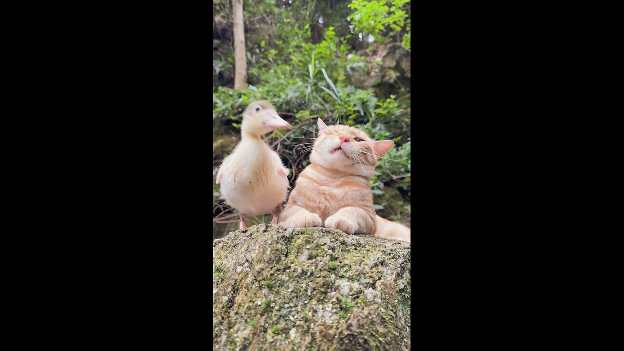 Funny moment of cat and duck