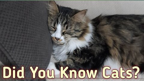 “Fascinating Cat Facts You Didn’t Know!”