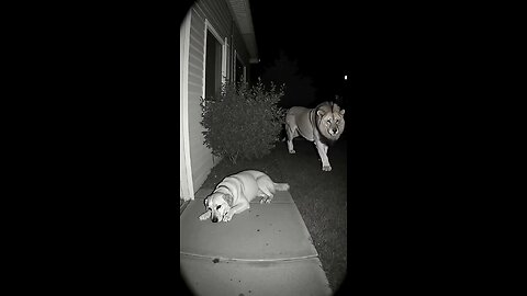 Unbelievable Footage: Dog and Lion