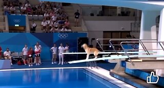Puppies - Let's Go Swimming