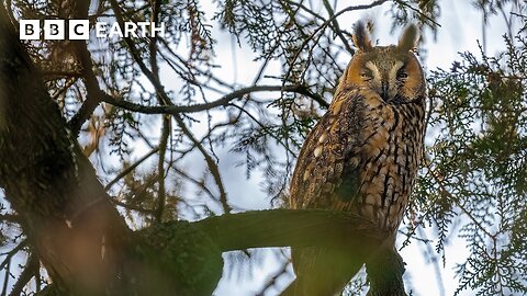 The 'Owl Capital' of Europe: Top Tips For Stunning Bird Photography | BBC Earth