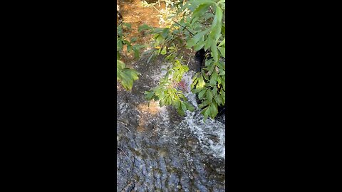 Bear catching Salmon