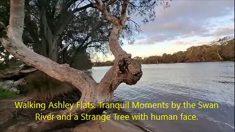 Walking Ashley Flats. Tranquil Moments by the Swan River
