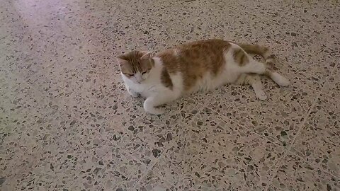 Tuna cat