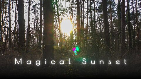 🌅 Enchanting Forest Sunset – Relaxing Nature Sounds & Gentle Evening Birds 🌿✨