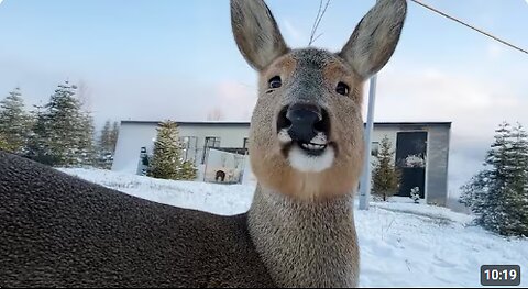 Funniest Wild ANIMAL Videos 2025 That Will Leave You in Tears! 😂