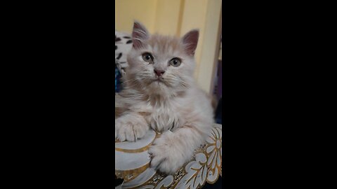 cat enjoy 360° round and round